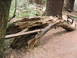 muir woods (7-28-04) 043.jpg