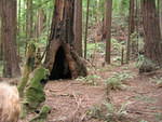 muir woods (7-28-04) 046.jpg