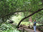 muir woods (7-28-04) 047.jpg