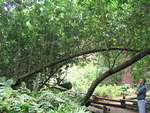 muir woods (7-28-04) 048.jpg
