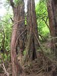 muir woods (7-28-04) 051.jpg