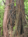 muir woods (7-28-04) 052.jpg