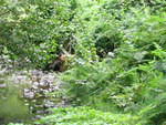 muir woods (7-28-04) 053.jpg