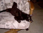 Zoey_Jan2006 004.jpg