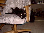 Zoey_Jan2006 005.jpg