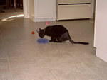 Zoey_Jan2006 007.jpg