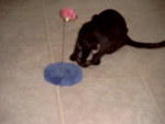Zoey_Jan2006 008.jpg