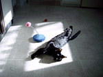 Zoey_Jan2006 011.jpg