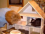 Zoey_Jan2006 017.jpg
