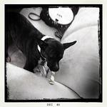 Christmas 2010 237.jpg